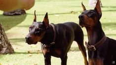 two black and brown dogs standing next to each other