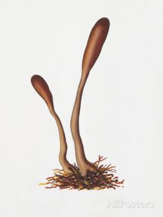 an illustration of two spoons sticking out of the ground