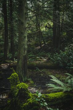 a forest filled with lots of trees and green moss growing on the ground in front of it