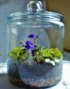 a glass jar filled with plants and rocks