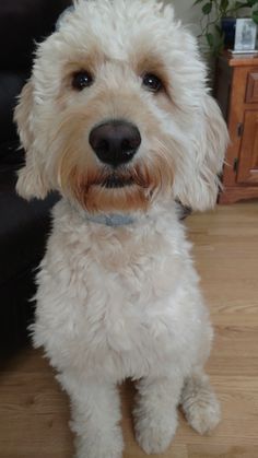 a small white dog sitting on top of a wooden floor