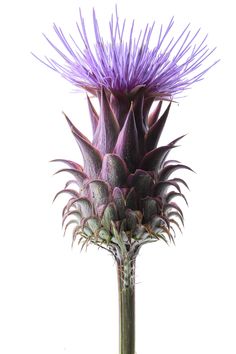 a purple flower in a vase on a white background