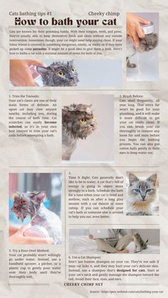 Tips for how to bath your cat Cat Owner Hacks, Cutie Cat, Cat Bath, Owning A Cat