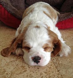 a small brown and white dog laying on the floor