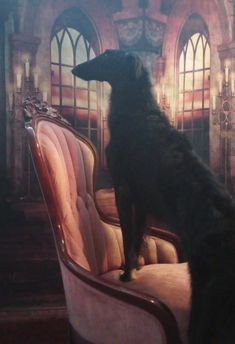 a large black dog sitting on top of a pink chair in front of a window