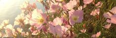 pink flowers are growing in the grass near water