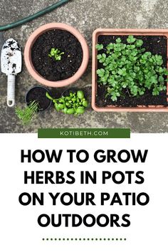 potted plants and gardening tools with text overlay how to grow herbs in pots on your patio outdoors