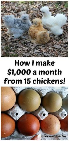 an image of chickens and chicken eggs in the grass with text that reads how i make $ 1, 000 a month from 15 chickens