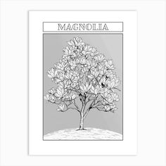 a black and white drawing of a tree with the name magnolia on it