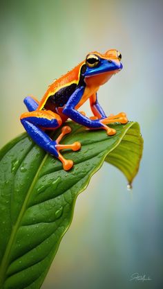 a blue and orange frog sitting on top of a green leaf with drops of water