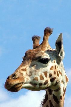 the head and neck of a giraffe against a blue sky with white clouds