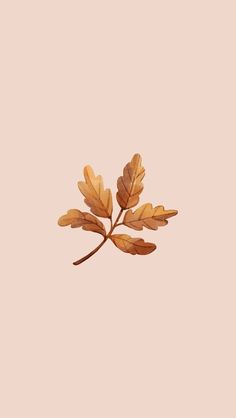 a single leaf on a pink background