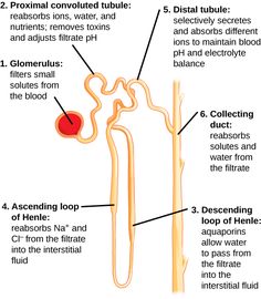 diagram of the structure of an animal's nervous system, including its structures and functions