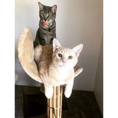 two cats sitting on top of bamboo poles with one cat looking up at the camera