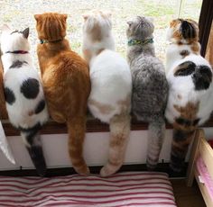 several cats are sitting in a window sill