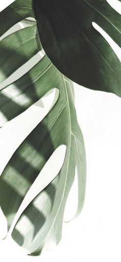 a large green leaf on a white background