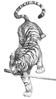 a pencil drawing of a tiger standing on its hind legs with a stick in it's mouth