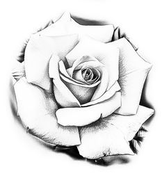 a black and white drawing of a rose