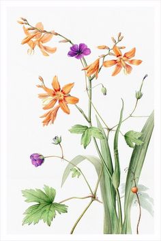 watercolor painting of orange and purple flowers