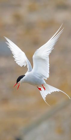 a white bird with black and red beaks is flying