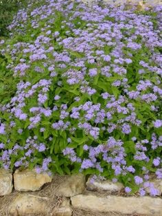 purple flowers growing on the side of a stone wall