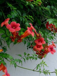 red flowers growing on the side of a white wall