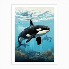 an orca whale swims in the ocean with two other animals below it's surface