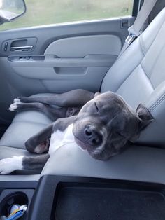 a dog is sleeping in the back seat of a car