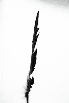 a black and white photo of a bird's feather flying in the air with it's tail extended