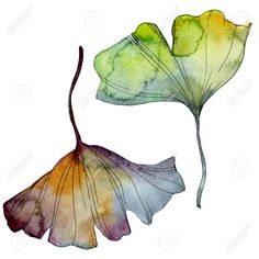 watercolor painting of two leaves on white background