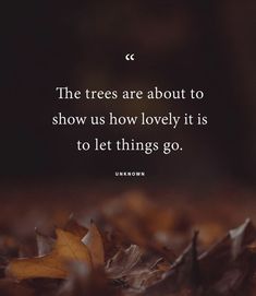 the trees are about to show us how lovely it is to let things go - unknown