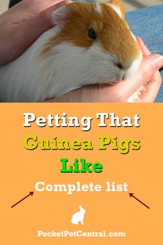 a person holding a brown and white guinea pig with text overlay reading petting that guinea pigs like complete list