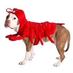 a brown and white dog wearing a red costume