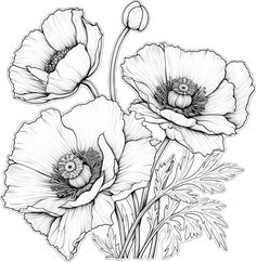 three flowers are shown in black and white, with one flower on the left side