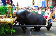 an animal that is pulling a cart down the street while people watch from behind it