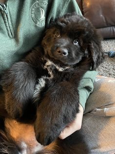 a person holding a puppy in their arms