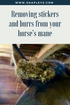 a horse's mane with the words removing stickers and burrs from your horse's mane