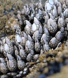 a bunch of rocks that are sitting on the ground