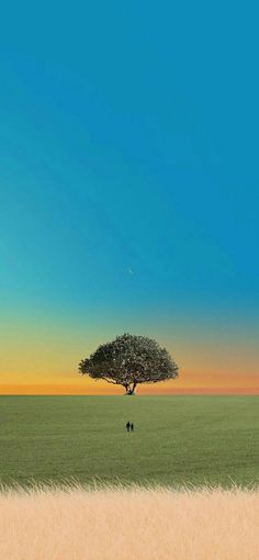 a lone tree stands in the middle of a grassy field with an orange and blue sky