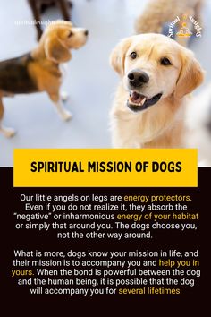 a poster with two dogs and the caption's description is in white text