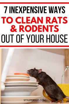 a rat sitting on top of a stack of plates with the words 7 expensive ways to clean rats and rodents out of your house