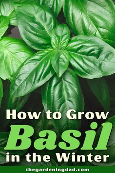 basil plant with the title how to grow basil in the winter