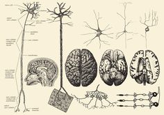 an old diagram of the human brain and its functions