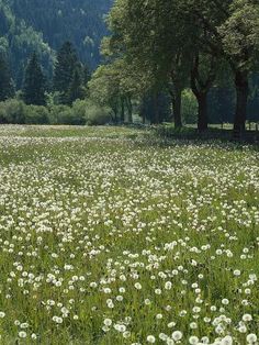 a field full of white flowers with trees in the background