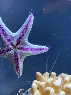 a purple and white starfish swimming in an aquarium next to some corals on the water