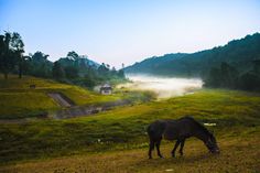 a horse grazes on the grass in a field with fog rising up behind it