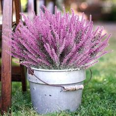 purple flowers are in a bucket on the grass next to an old chair and table