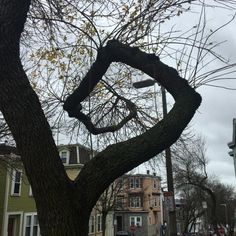 a large tree in the middle of a city street