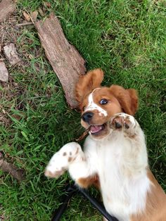 a brown and white dog standing on its hind legs with it's paws in the air