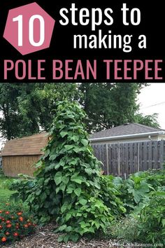 a pole bean tree in the middle of a garden with text overlay that reads 10 steps to making a pole bean teepee